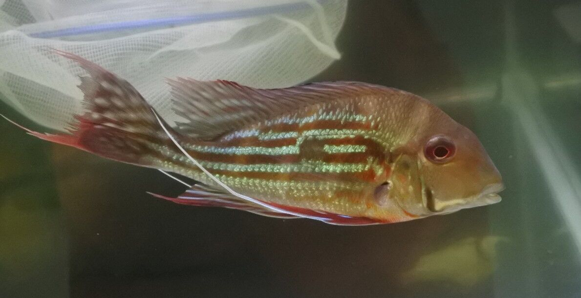 値下げ特大ゲオファーガス22cm 熱帯魚