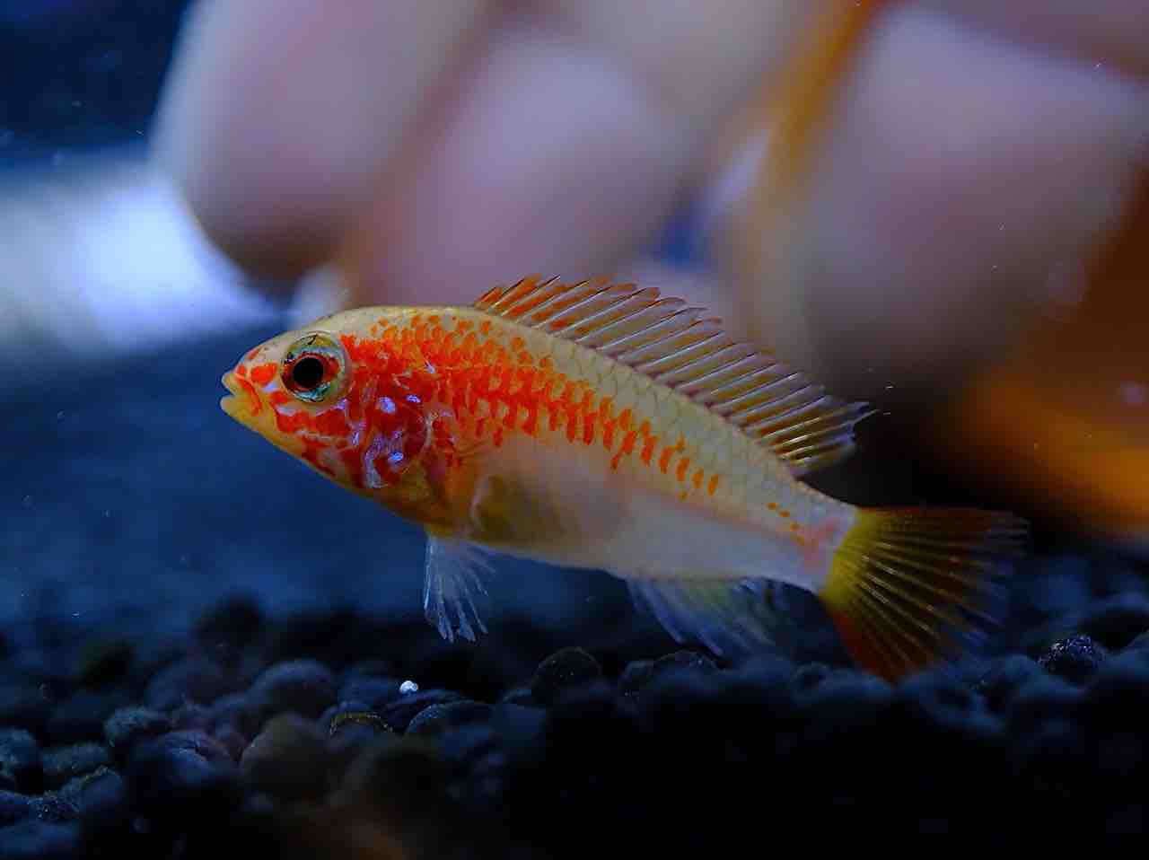 5月8日(金)熱帯魚入荷情報🐟 : かねだい足立店ブログ