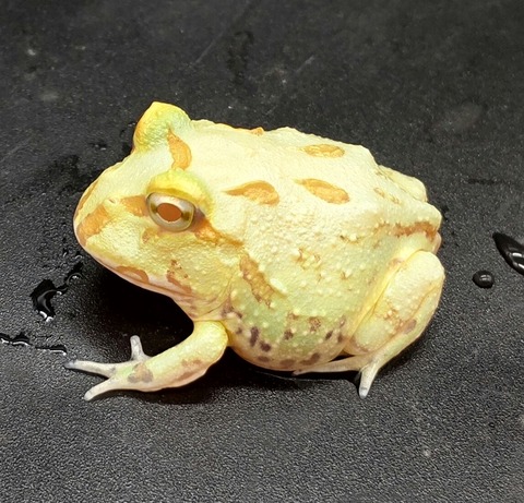 Polish_20231225_183452530