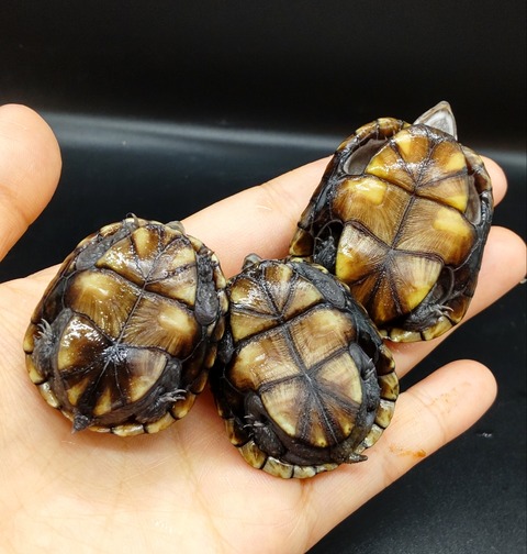 Polish_20230419_153603038