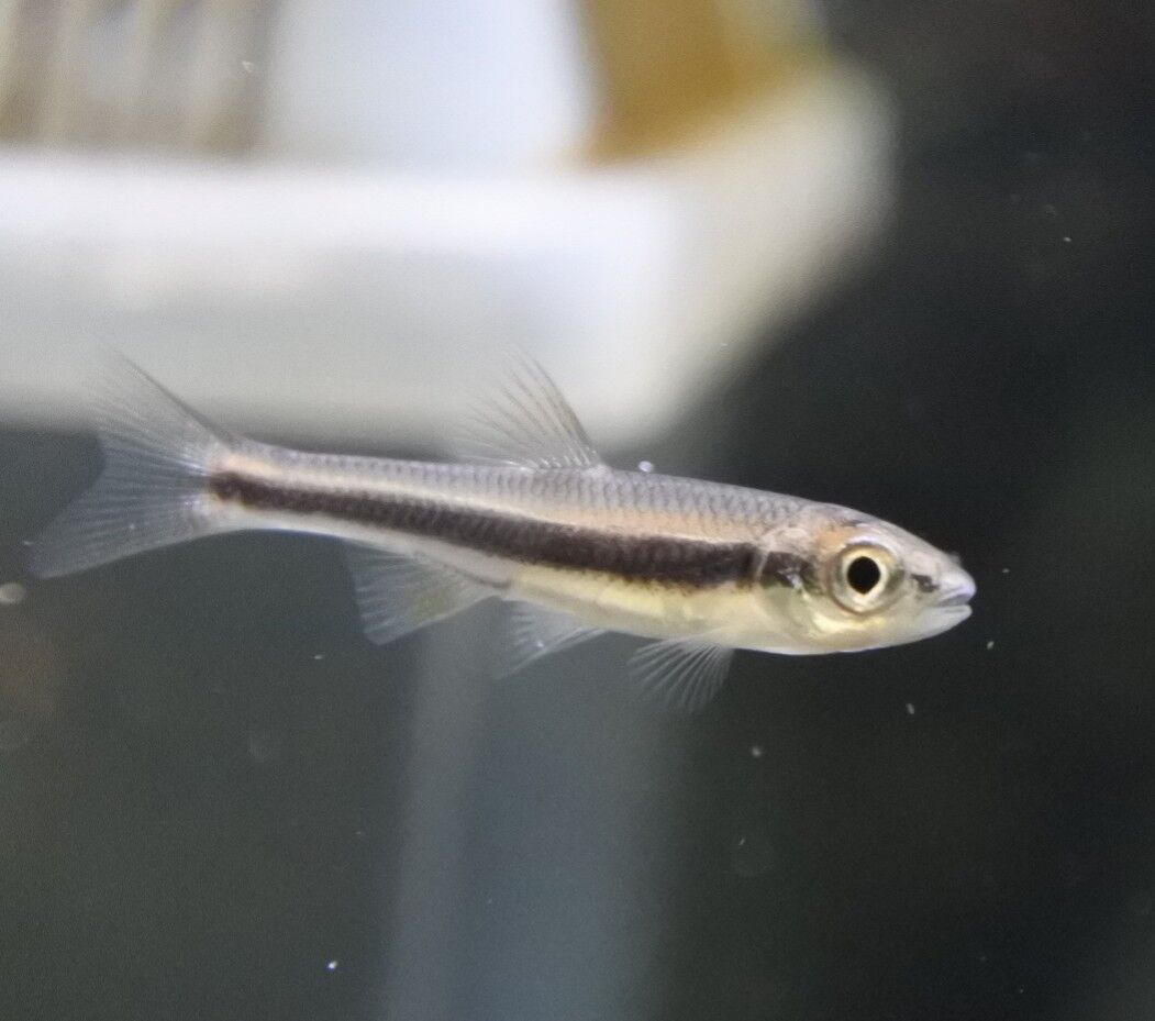 財を呼ぶ魚神アナンタ　地底から湧き上がる金運　プラクルアン　21号　指輪　リング 財を呼ぶ魚神アナンタ 地底から湧き上がる金運 プラクルアン 21