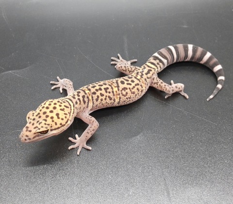 Polish_20230418_155959725