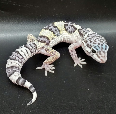 Polish_20231226_180759467