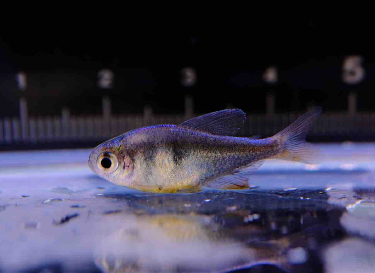 4月10日(水)熱帯魚入荷情報 : かねだい足立店ブログ