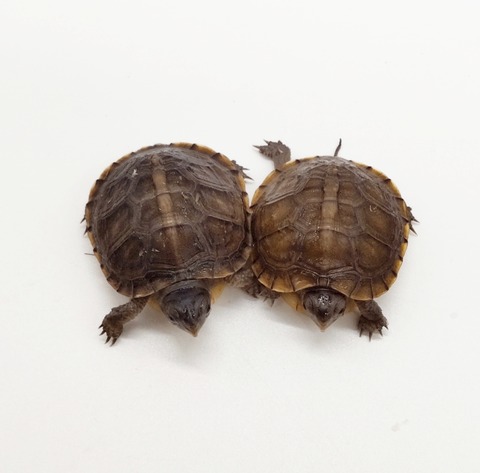 Polish_20250225_170558350