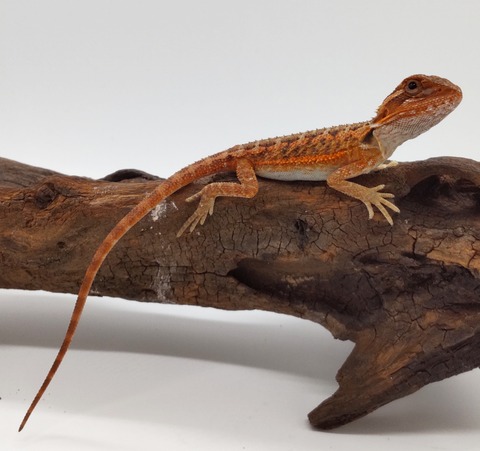 Polish_20240716_154057763