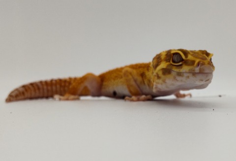 Polish_20240428_175708887