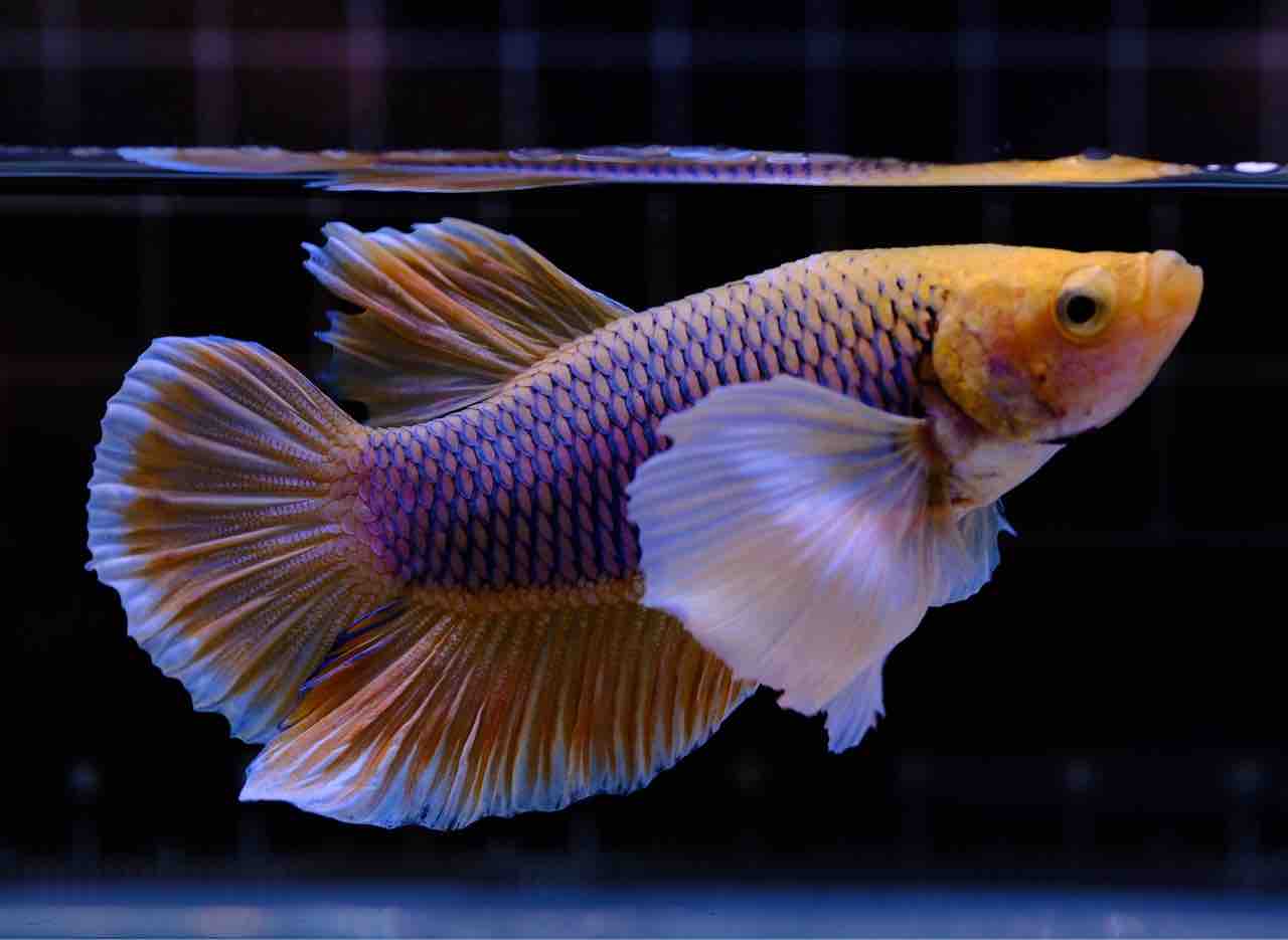 銀製熱帯魚 熱帯魚 シルバーアロワナ