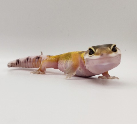 Polish_20250225_161737485