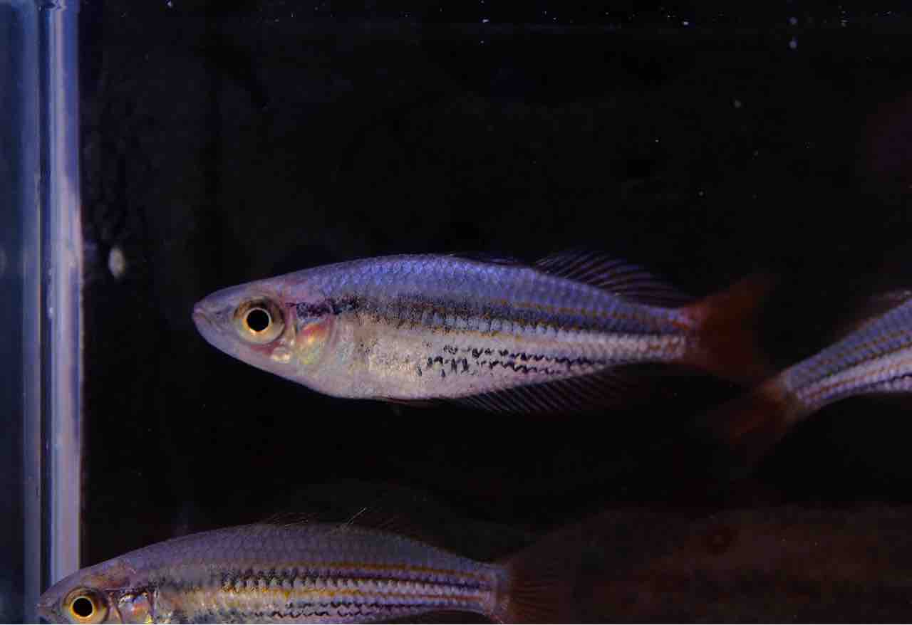 熱帯魚入荷　良個体集まってます。 10月25日(金)熱帯魚入荷情報✨ : かねだい足立店ブログ