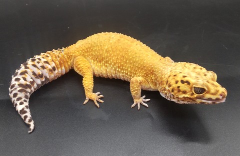 Polish_20231219_152103043