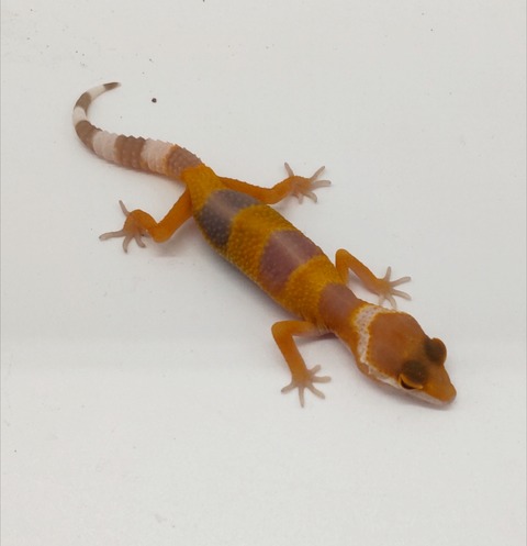 Polish_20240903_153149290