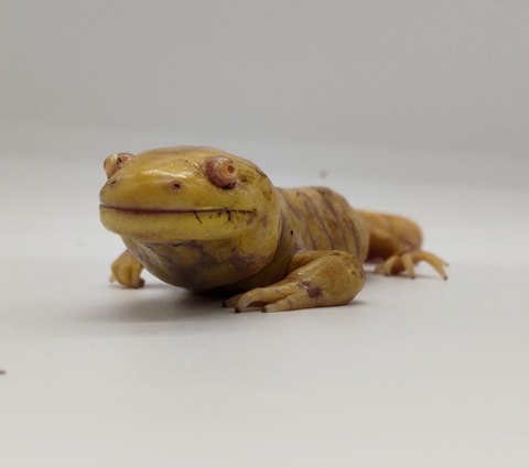 Polish_20240429_165709553