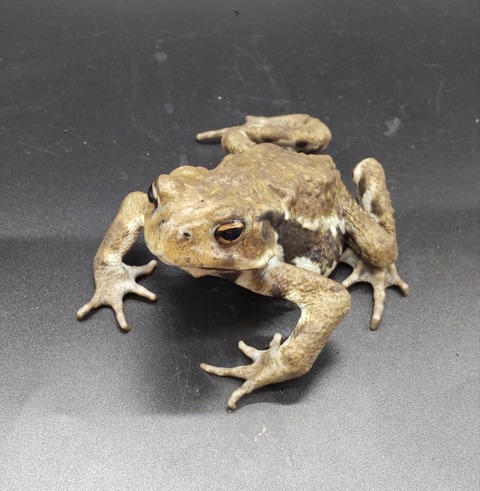 Polish_20231017_155201276