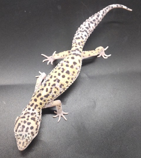 Polish_20231219_152252011