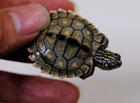 Polish_20231002_174445282