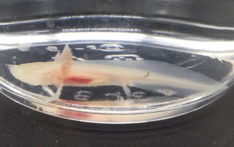 Polish_20231225_183043602