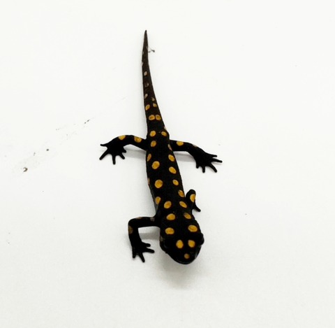 Polish_20250224_165527336