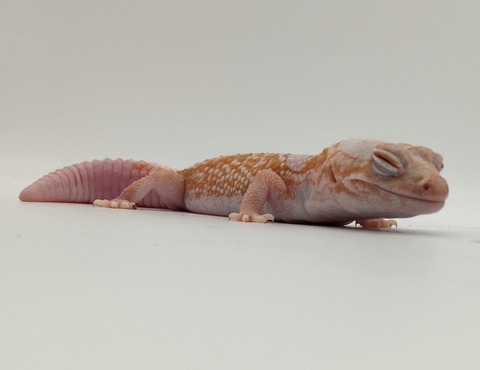 Polish_20240428_162941452