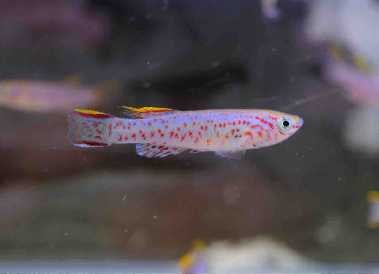 12月29日(金)熱帯魚入荷情報🌟 : かねだい足立店ブログ