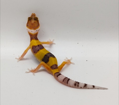 Polish_20240903_152730997