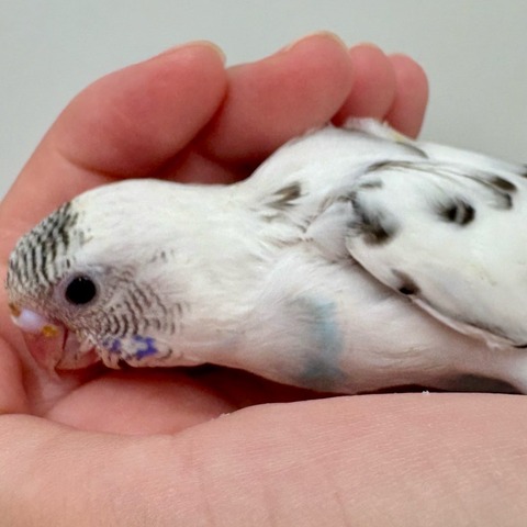 AC93E011-4A6F-4EB5-93A7-E499B79790EA