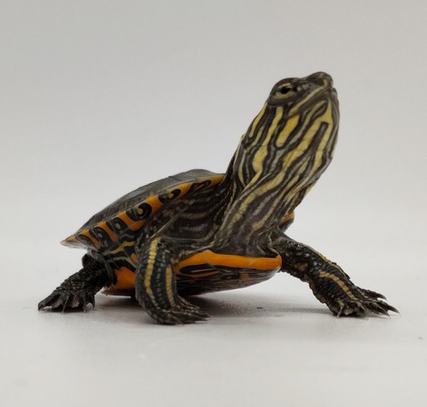 Polish_20240812_190230772