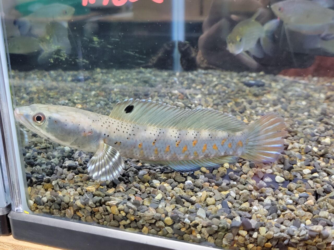 9月24日(土) 熱帯魚入荷情報 : かねだい足立店ブログ 9月24日(土) 熱帯魚入荷情報 : かねだい足立店ブログ