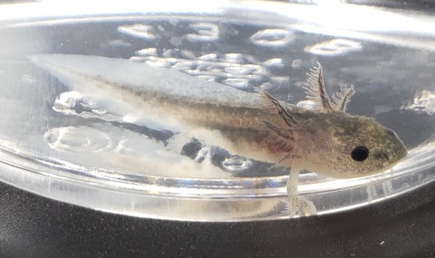 Polish_20231225_183109462