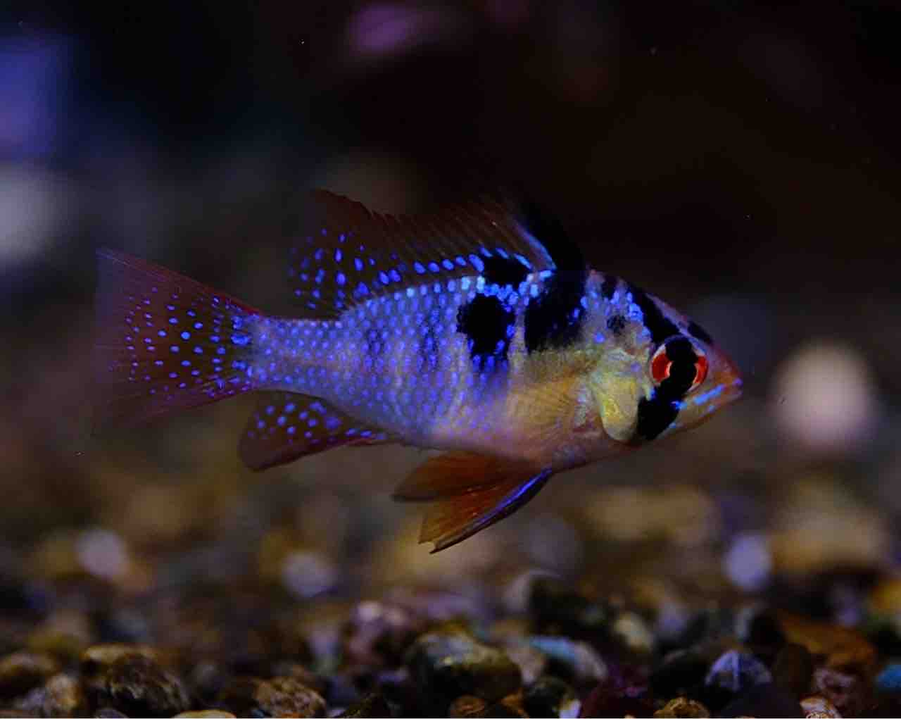 7月18日(金)熱帯魚入荷情報🐟 : かねだい足立店ブログ
