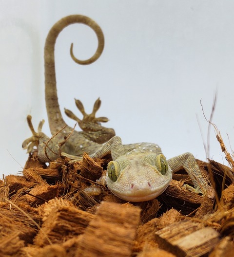 Polish_20241007_151808359