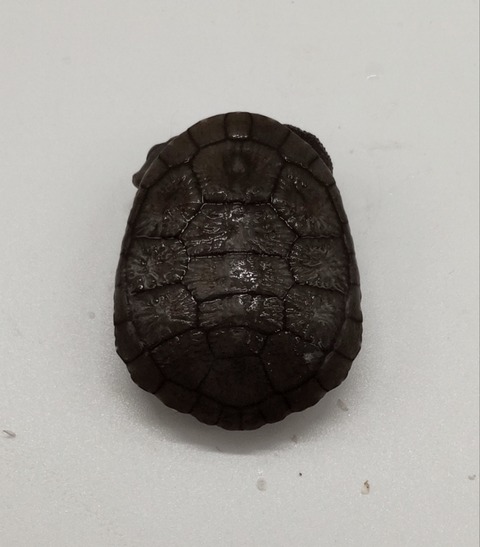 Polish_20240722_172956244