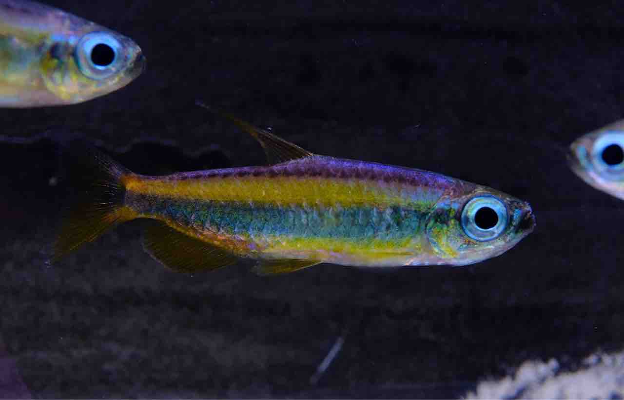 3月22日(金)熱帯魚入荷情報①🔥 : かねだい足立店ブログ