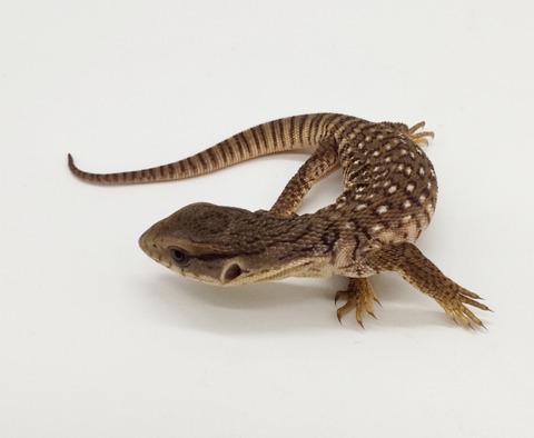 Polish_20250304_170608643