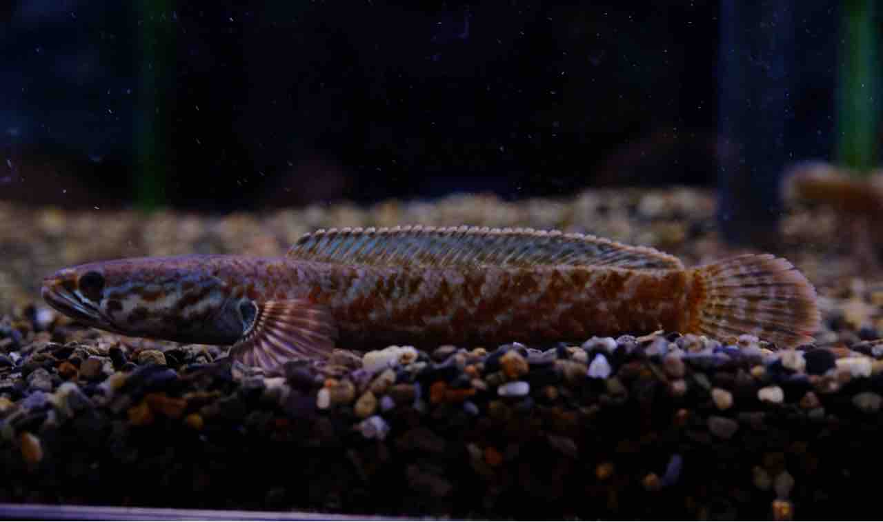 8月23日(金)熱帯魚入荷情報② : かねだい足立店ブログ
