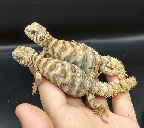 Polish_20231129_161445634