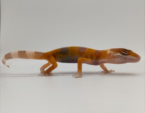 Polish_20240903_153222395