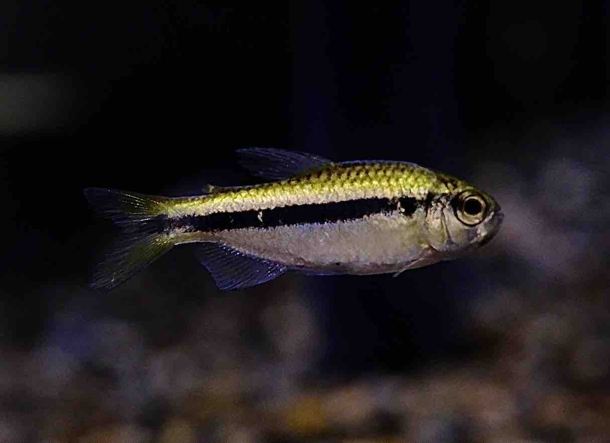 5月2日(金)熱帯魚入荷情報②🐟 : かねだい足立店ブログ