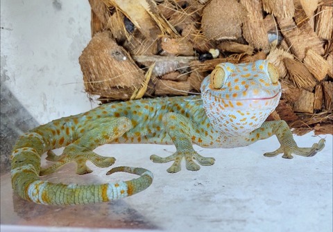 Polish_20241006_182029466