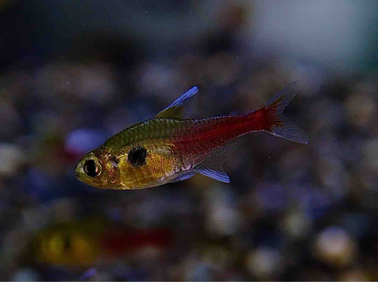 アピスト F1稚魚5匹 グアジャラメリン レアcf アピストグラマ 淡水魚 