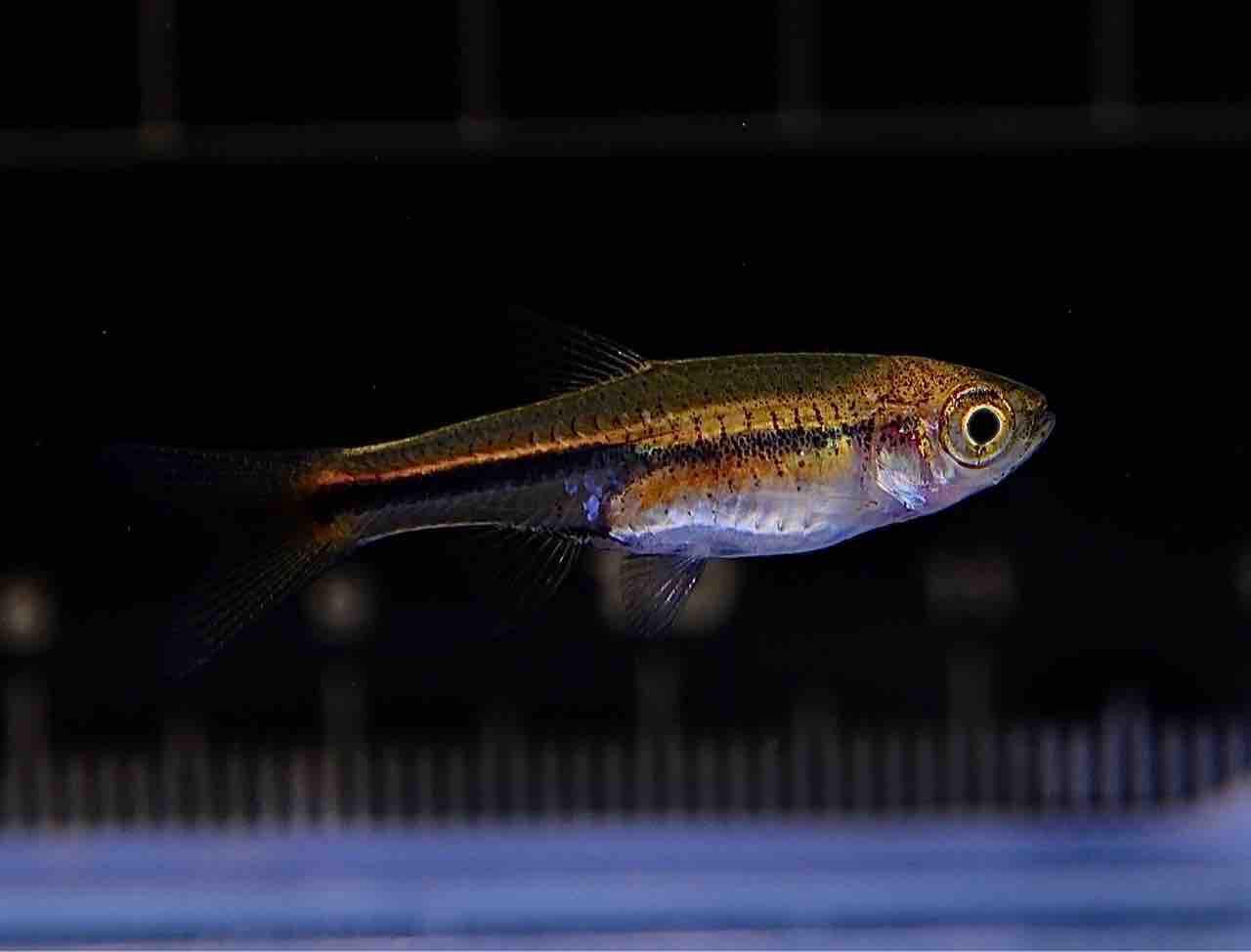 10月25日(金)熱帯魚入荷情報✨ : かねだい足立店ブログ