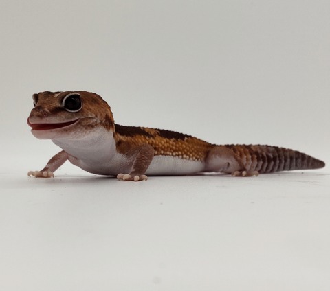 Polish_20240428_162823965