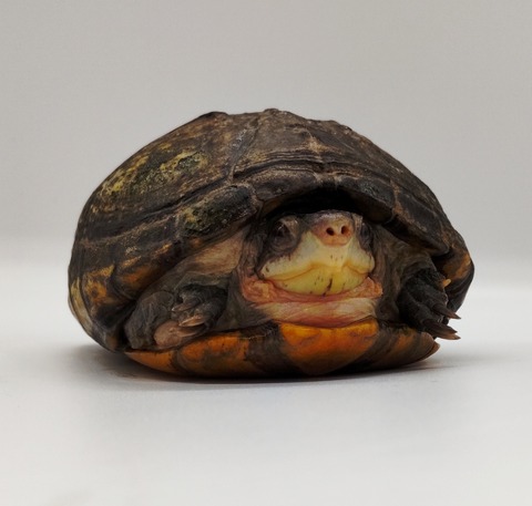 Polish_20240429_175606497