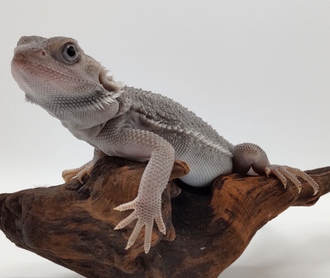 Polish_20240716_145736730