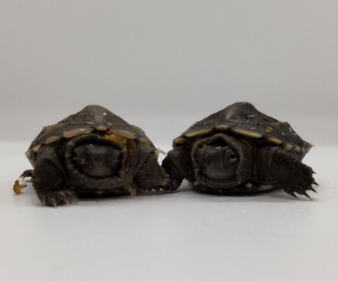 Polish_20240722_172732875