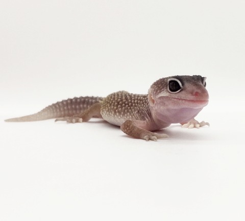 Polish_20250225_164147870