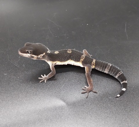 Polish_20230627_140503242