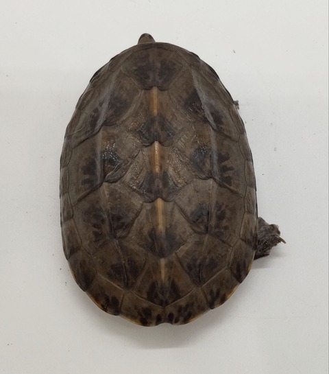 Polish_20240812_185254762