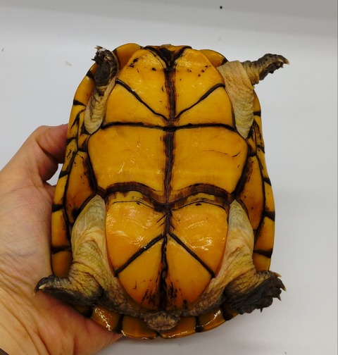 Polish_20240429_175823255