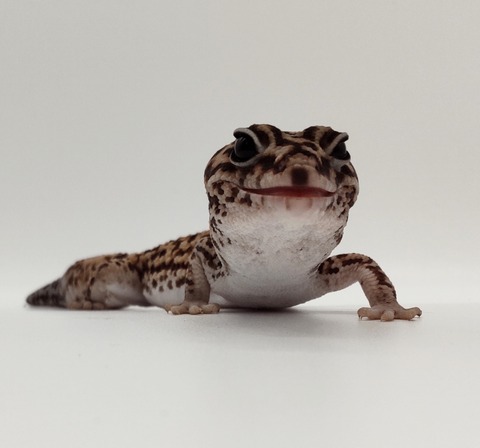 Polish_20240428_162541421